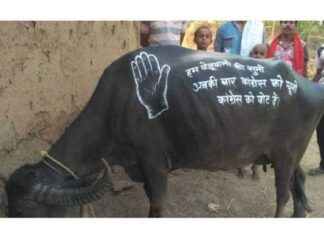 Election campaign on buffalo Easy to give the Congress an unexpected shock